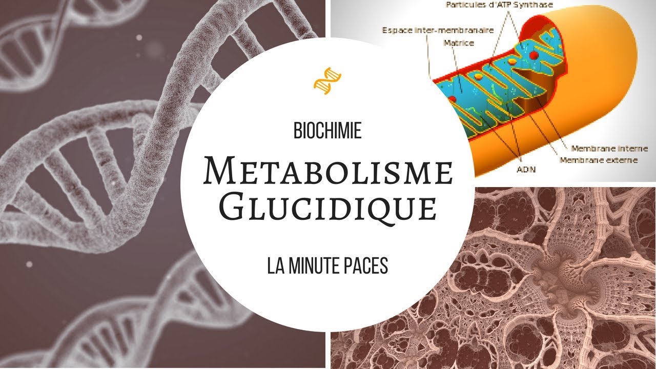 [Biochimie] Métabolisme glucidique YouTube