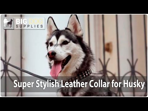 lovely-husky-impresses-everyone-with-"star-shining"-leather-dog-collar