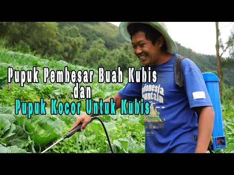 Video: Kebutuhan Pupuk Kubis – Pemupukan Kubis Di Kebun