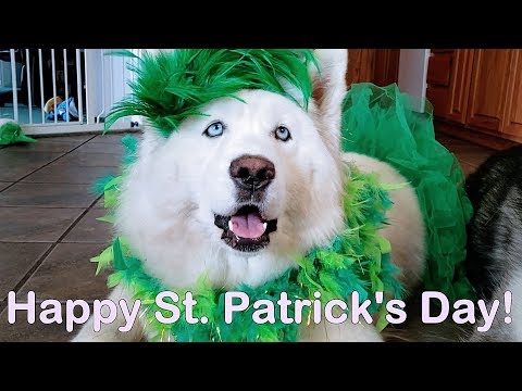 husky-&-malamute-sharing-irish-quotes-say-st-patrick's-day!