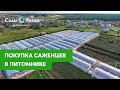 Покупка саженцев на месте - Питомник Сады Урала