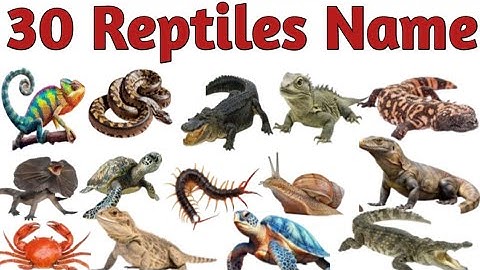 Reptiles Name | Reptiles Name in Hindi and English | Names of Reptiles #reptilesname #mathtabletv 