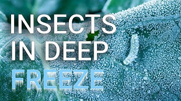 How do insects survive winter?