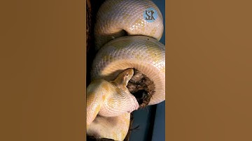 🐍 Feeding Strategies of Burmese Pythons: Size, Survival, and Sustenance 🍽️🐀| SGK English