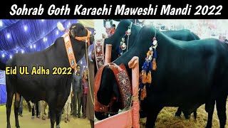 Eid UL Adha 2022 | Sohrab Goth Karachi Maweshi Mandi