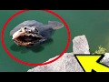 Extinct Animals CAUGHT on Camera