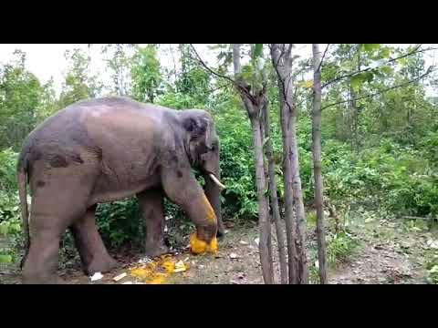 পায়ে ঢুকে যাওয়া বেড়ি কেটে বাঁকুড়ায় সুস্থ ঝাড়খণ্ডের হাতি