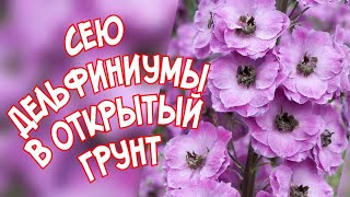 ДЕЛЬФИНИУМ ПОСЕВ В ОТКРЫТЫЙ ГРУНТ