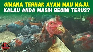 Your Chickens Arent Progressing You Might Be The Problem