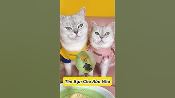 🐢 Tìm Bạn Mới Cho Rùa Nhỏ #thúcưng #vậtnuôi #chómèohàihước #funny #pets #cat #cute