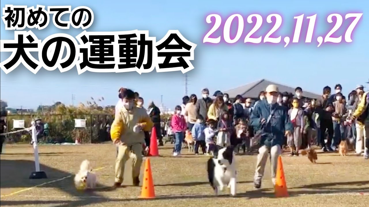 【犬イベント】犬の運動会に初参加！ボーダーコリーとポメラニアン Youtube 