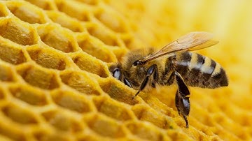 MIRACLES OF CREATION # ANIMALS # ARE BEES MATHEMATICIANS?
