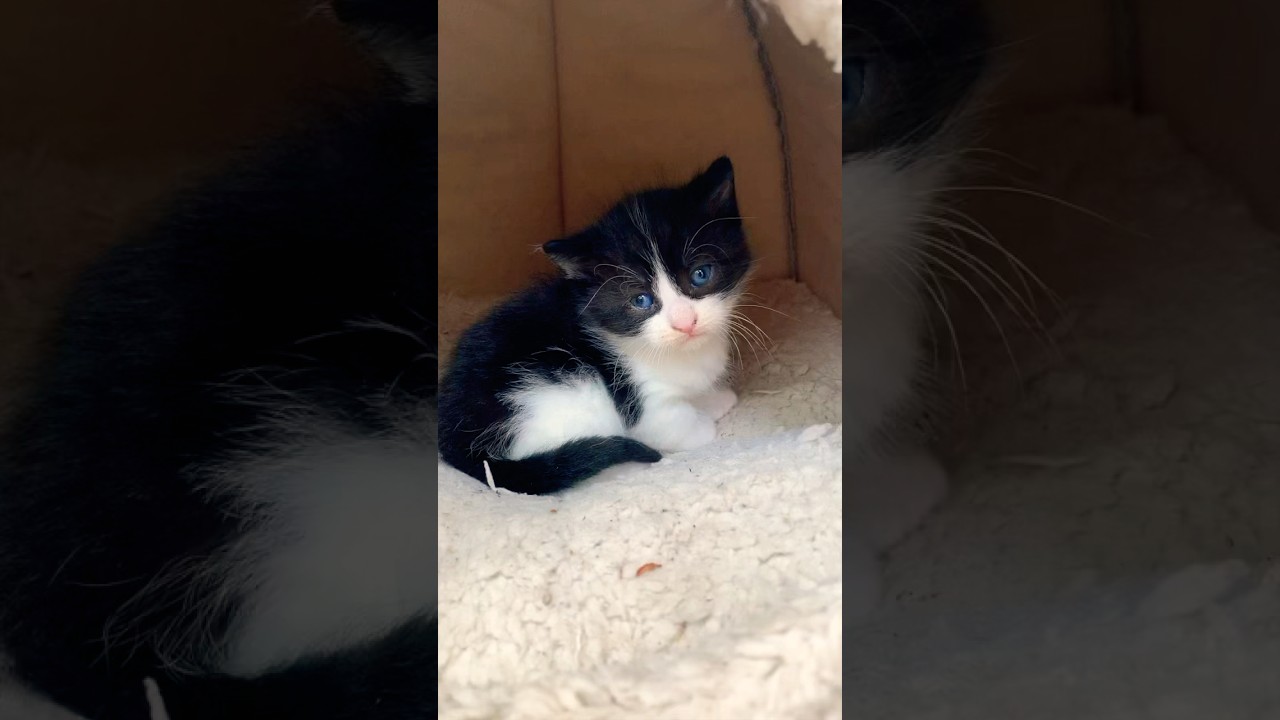 🐾Kittens for Kids🐈 Do All Kittens Have Blue Eyes?🐾 Educational Video for Kids 