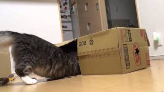 箱への入り方が変な猫  ノルウェージャンフォレストキャット
