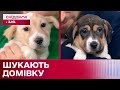 Мишка та Білочка шукають родину