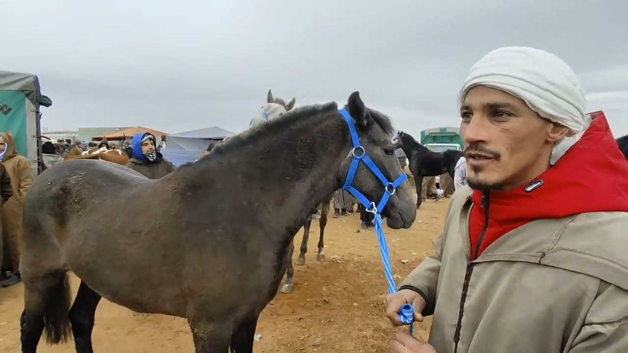 سوق الخيول كاملا بمدينة السوقر ولاية تيارت ليوم السبت 03/01/2026
