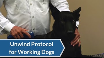 Laser Therapy Protocol: Unwind Protocol on Specialized Training Dogs | ACTIVet PRO