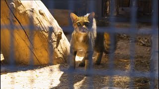 Las curiosidades del gato montes con Juan Antonio Pedreño