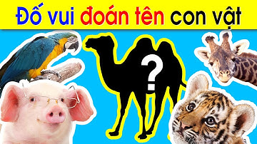 Câu ĐỐ VUI CHO BÉ về con vật - Đố vui giáo dục cho TRẺ MẦM NON [ PHẦN 3 ] | Thần Đồng