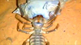 SOLIFUGE — the insatiable ripper that kills birds and mice! Camel spider vs lizard and scorpion! by VenterLex 4,842,318 views 2 years ago 10 minutes, 12 seconds