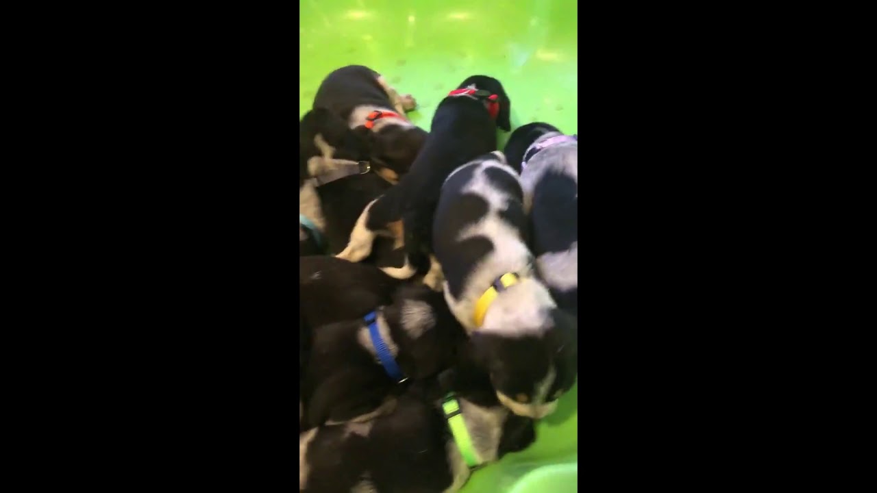 Blue tick beagle puppies 2019 3 weeks old