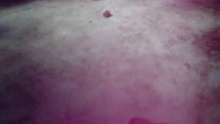speck of bug