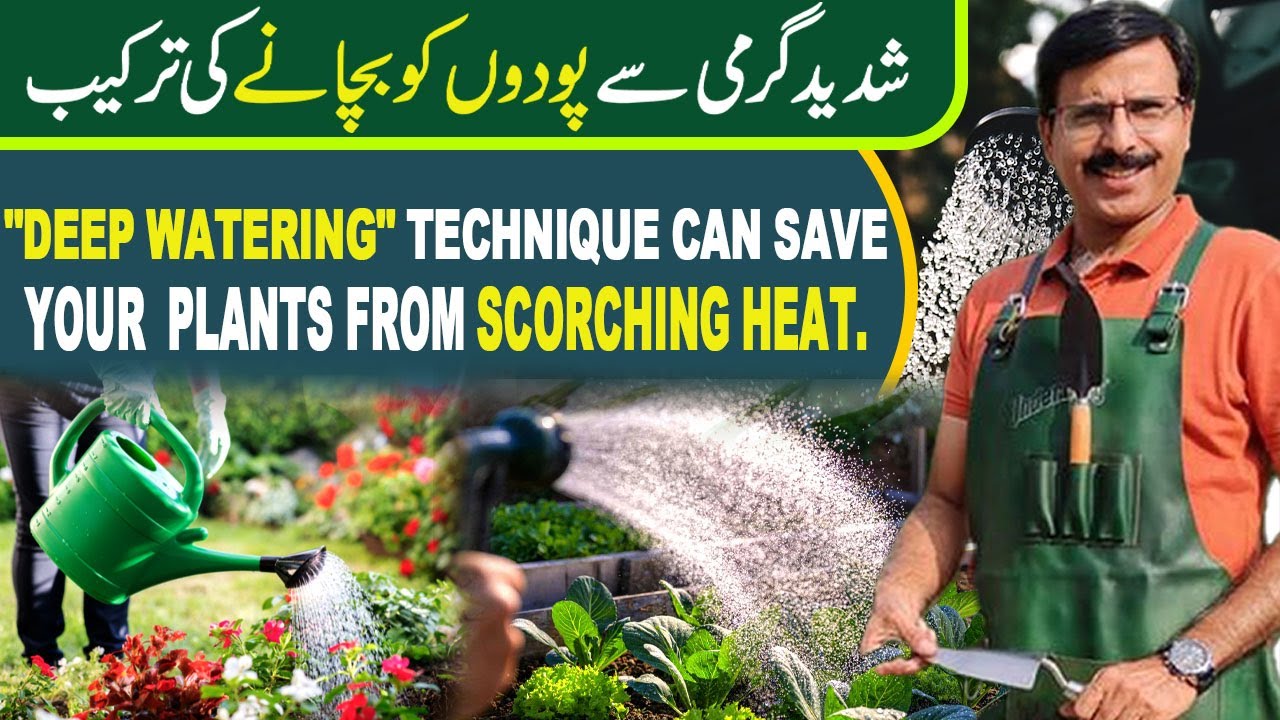 "Deep Watering" technique can save your plants from scorching heat ...