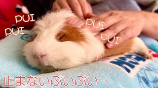 プイプイ甘えるモルモット🥰sweet guinea pig