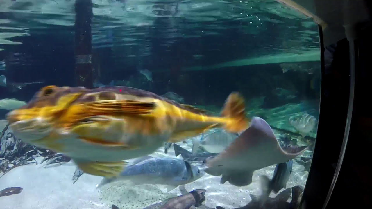 Sea Life Speyer 2016 Aftermovie Impression Rundlauf YouTube