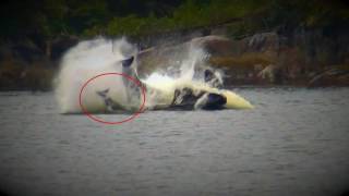 Orca&#39;s hunting dolphins at Duncanby Lodge Rivers Inlet