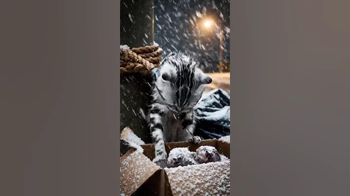 Video 11801521: american shorthair kitten, animal rescue