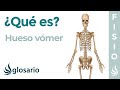 Hueso VÓMER | Qué es, significado, dónde está, función y alteraciones