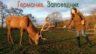 Германия. Коммерн. Райнландский Заповедник Hochwildpark