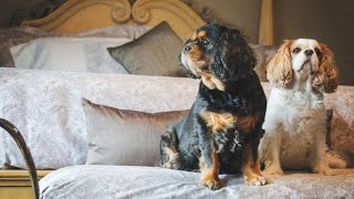 How to Properly Groom Your Cavalier King Charles Spaniel s Coat During Shedding Season