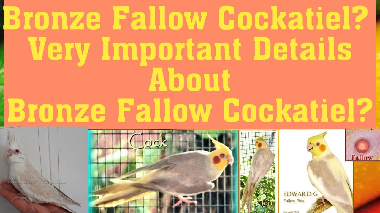 Bronze Fallow Cockatiel? Very Important Details About Bronze Fallow