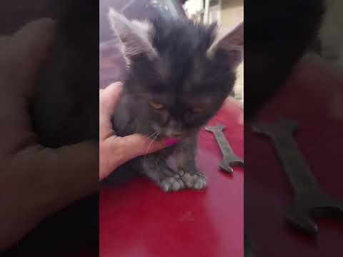 Видео: Кот танцует Чардаш Монти