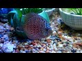 Red Turquoise Discus Now on Day 6
