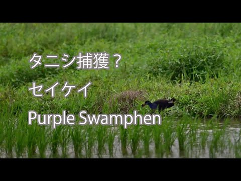 【タニシ捕獲？】セイケイ Purple Swamphen