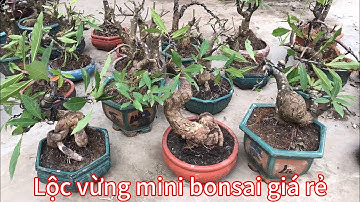 Lộc vừng mini bonsai giá rẻ tại Nam Định. Nhà vườn Minh Cận