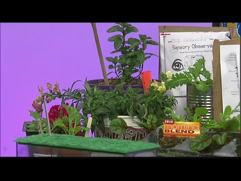 Tucson Country Day School - Victory Garden