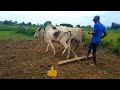 खेती करने का नया Style 👍 agriculture video 👌  कैसे खेती की जाती है #agriculture #kissan