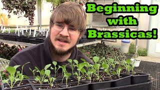 Beginning the Garden with Brassicas!