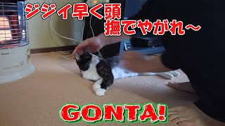 頭を撫でてもらいたいゴン太くん No.143【保護猫】