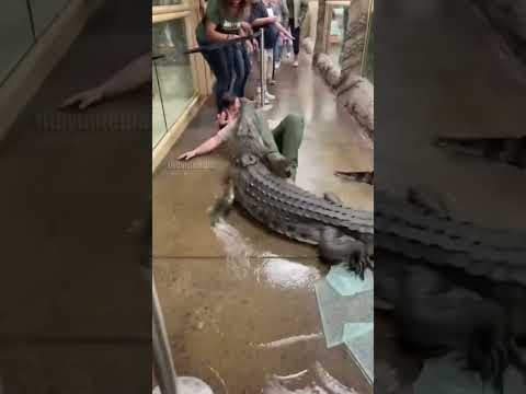 Crocodile Breaks Through Enclosure During Feeding