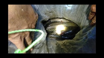 Một đêm cắm câu cá lóc giô mánh