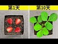 31個必知的花園小竅門