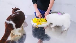 Dog said: very delicious 😍 by MR PET FAMILY 769 views 4 months ago 3 minutes, 34 seconds
