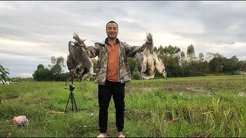 Chia sẻ cách bẫy Vạc bằng Lưới Tàng Hình/ Anh em tham khảo