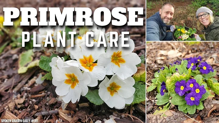 😀 Primrose Plant Care | Plant Chat Friday - SGD 311 😀 - DayDayNews