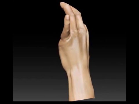 Anatomy zbrush: Hand sculpt